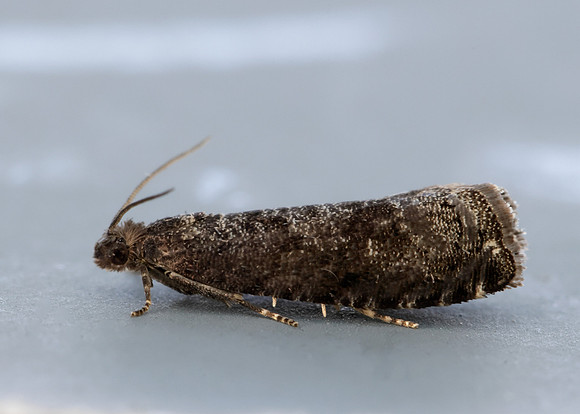 9.357 BF1247 Plum Fruit Moth Grapholita funebrana