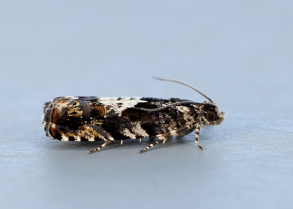 49.363 BF1228 Pammene argyrana