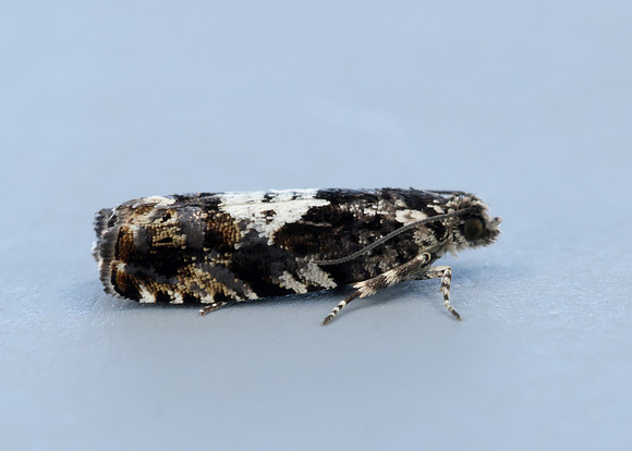 49.363 BF1228 Pammene argyrana