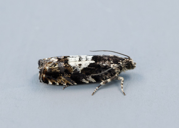 49.363 BF1228 Pammene argyrana