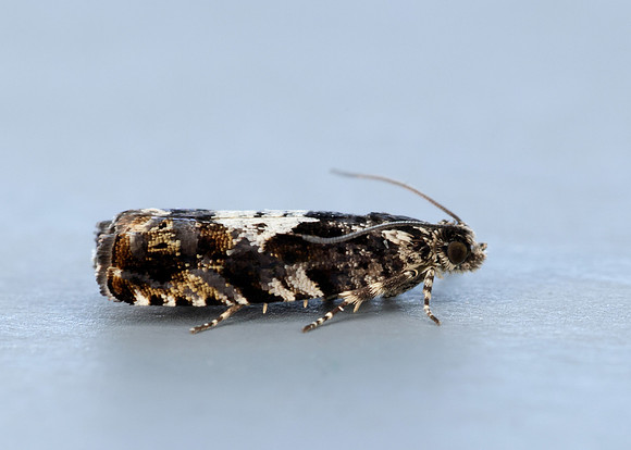 49.363 BF1228 Pammene argyrana