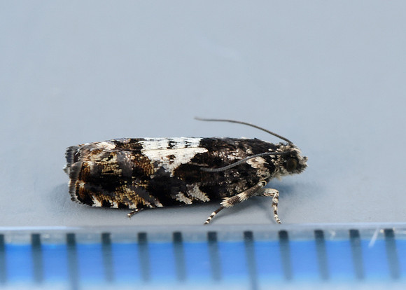 49.363 BF1228 Pammene argyrana