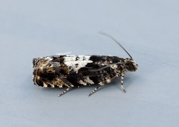 49.363 BF1228 Pammene argyrana