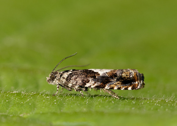49.363 BF1228 Pammene argyrana