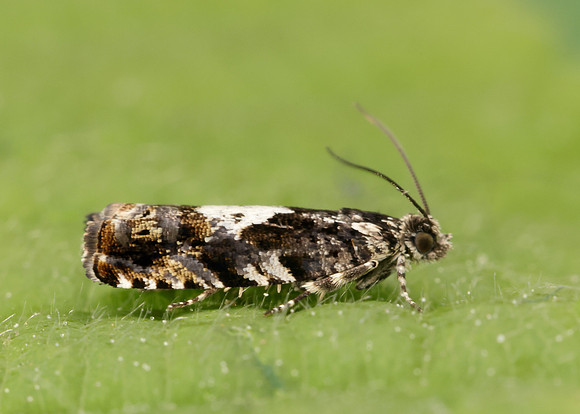 49.363 BF1228 Pammene argyrana