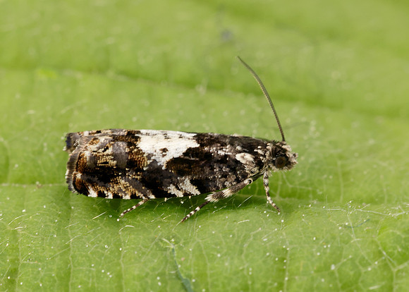 49.363 BF1228 Pammene argyrana