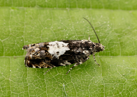 49.363 BF1228 Pammene argyrana