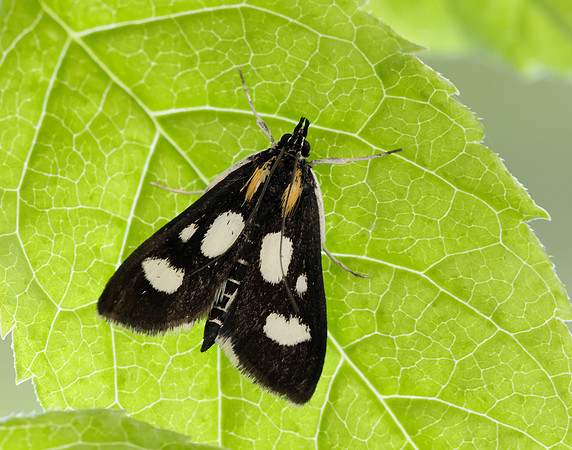 63.024 BF1381 Anania funebris