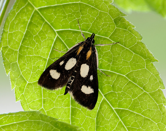 63.024 BF1381 Anania funebris