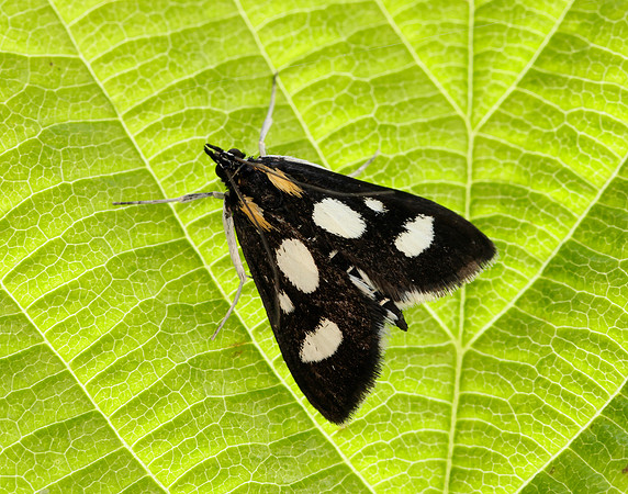 63.024 BF1381 Anania funebris