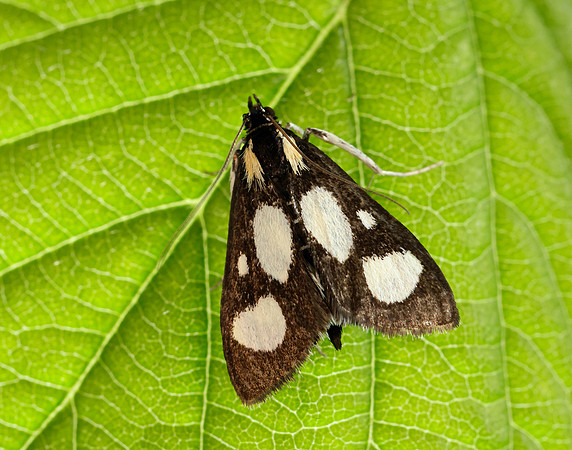 63.024 BF1381 Anania funebris