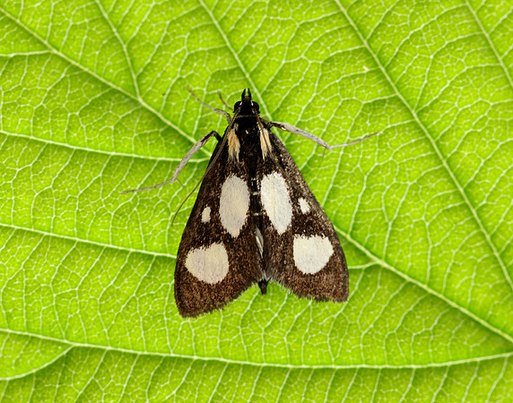 63.024 BF1381 Anania funebris