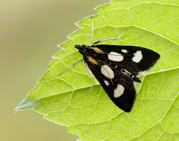 63.024 BF1381 Anania funebris
