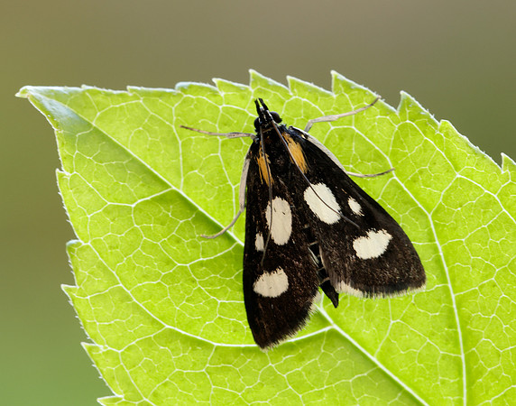 63.024 BF1381 Anania funebris