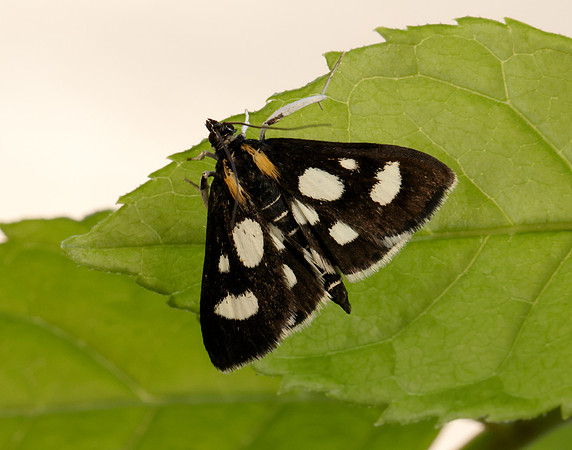 63.024 BF1381 Anania funebris