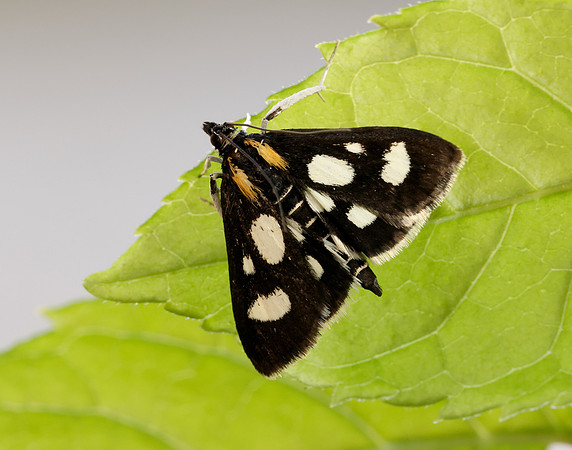 63.024 BF1381 Anania funebris