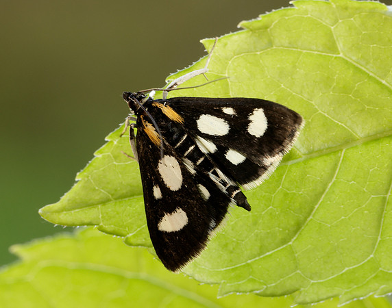 63.024 BF1381 Anania funebris