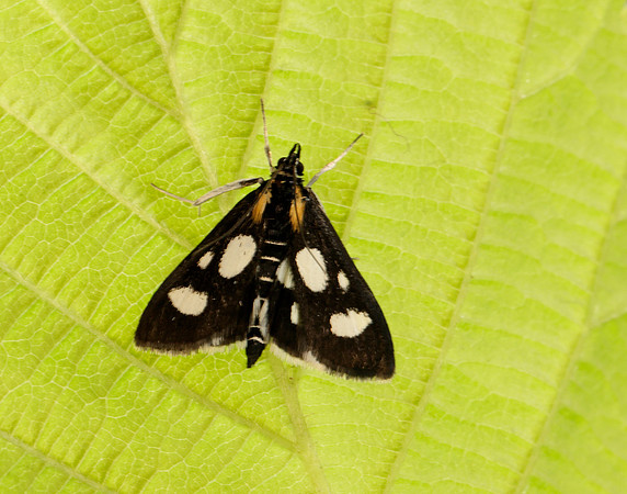 63.024 BF1381 Anania funebris