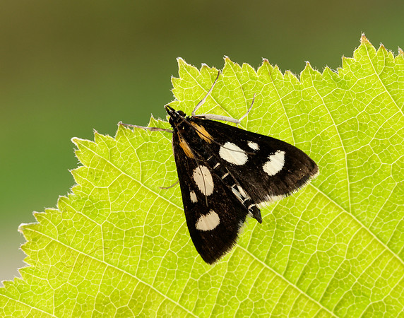 63.024 BF1381 Anania funebris