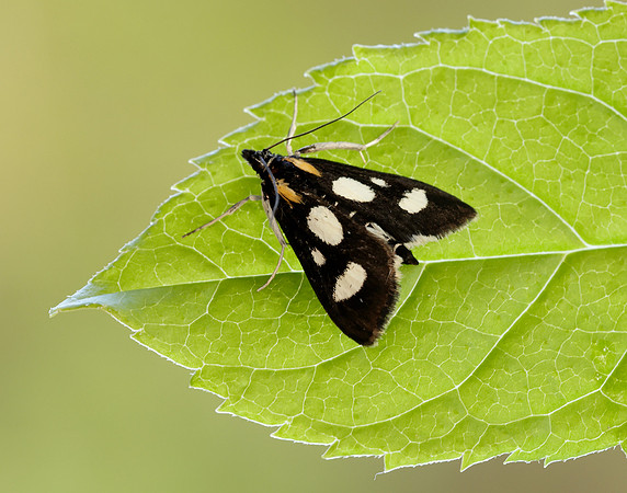 63.024 BF1381 Anania funebris