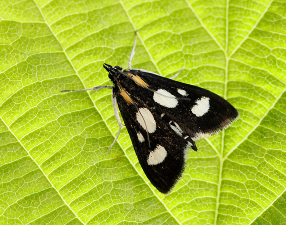 63.024 BF1381 Anania funebris