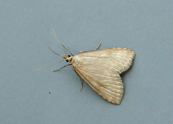 63.036 BF1391 Udea decrepitalis