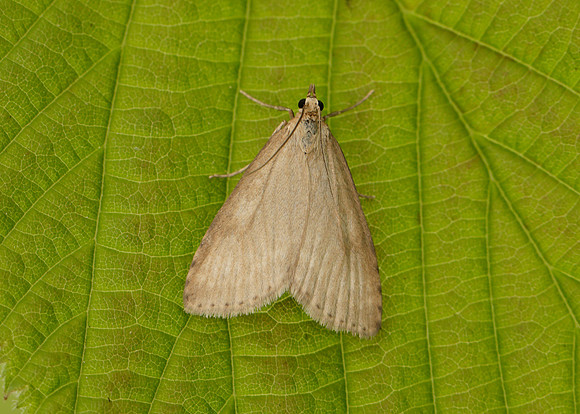 63.036 BF1391 Udea decrepitalis