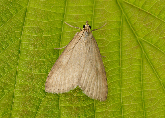 63.036 BF1391 Udea decrepitalis