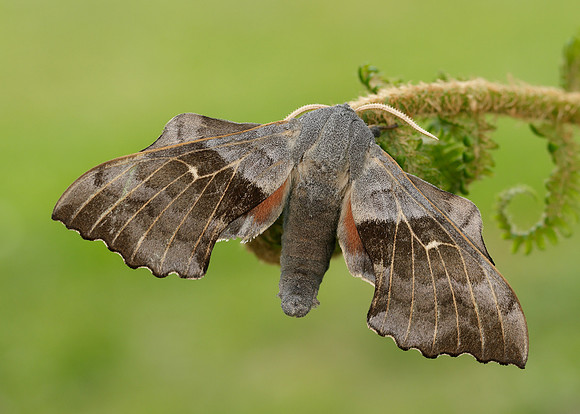 69.003 BF1981 Poplar Hawk-moth Laothoe populi