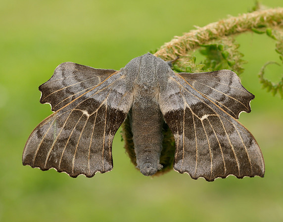 69.003 BF1981 Poplar Hawk-moth Laothoe populi