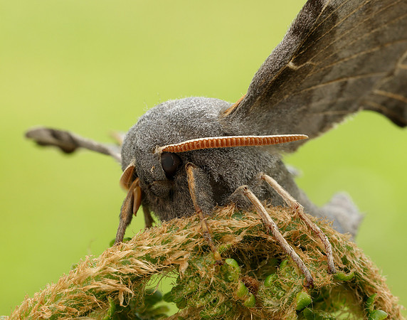 69.003 BF1981 Poplar Hawk-moth Laothoe populi