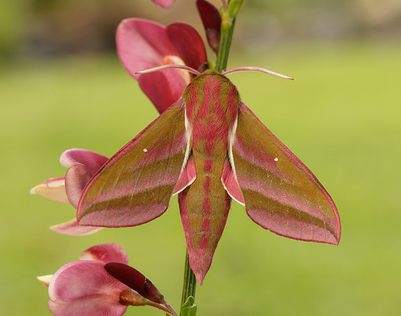 69.016 BF1991 Elephant Hawk-moth Deilephila elpenor