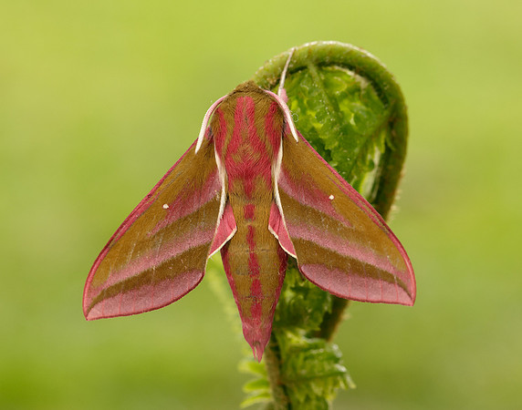 69.016 BF1991 Elephant Hawk-moth Deilephila elpenor