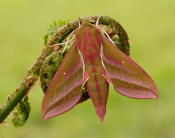 69.016 BF1991 Elephant Hawk-moth Deilephila elpenor