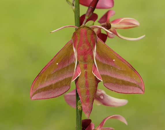 69.016 BF1991 Elephant Hawk-moth Deilephila elpenor