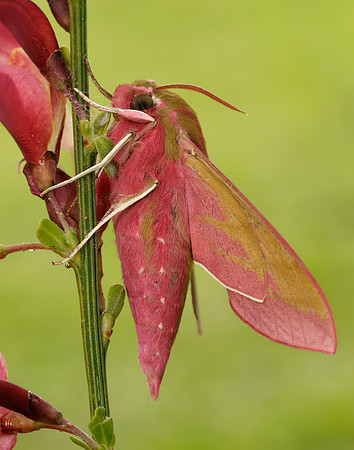 69.016 BF1991 Elephant Hawk-moth Deilephila elpenor