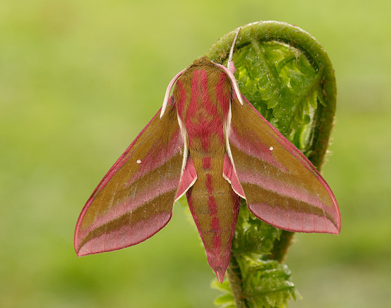 69.016 BF1991 Elephant Hawk-moth Deilephila elpenor