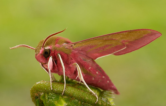 69.016 BF1991 Elephant Hawk-moth Deilephila elpenor