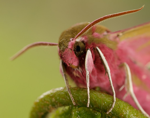 69.016 BF1991 Elephant Hawk-moth Deilephila elpenor