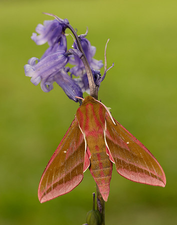 69.016 BF1991 Elephant Hawk-moth Deilephila elpenor