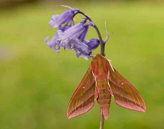 69.016 BF1991 Elephant Hawk-moth Deilephila elpenor