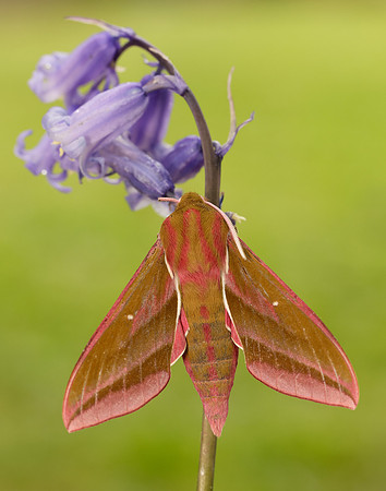 69.016 BF1991 Elephant Hawk-moth Deilephila elpenor