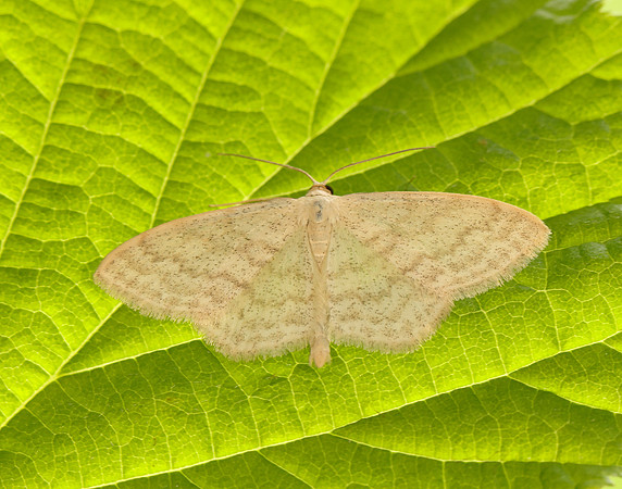 70.027 BF1693 Cream Wave Scopula floslactata