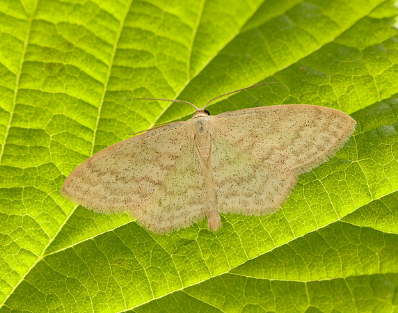 70.027 BF1693 Cream Wave Scopula floslactata