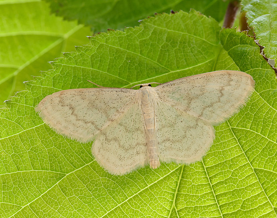 70.027 BF1693 Cream Wave Scopula floslactata
