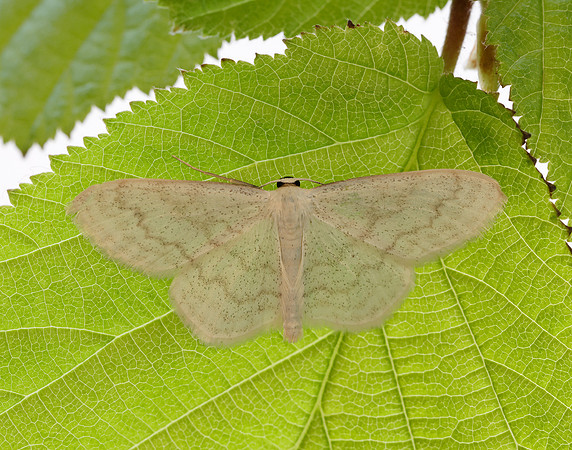 70.027 BF1693 Cream Wave Scopula floslactata