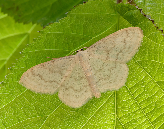 70.027 BF1693 Cream Wave Scopula floslactata
