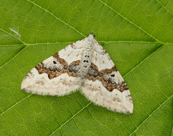 70.054 BF1727 Silver-ground Carpet Xanthorhoe montanata