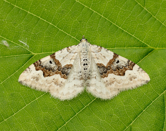 70.054 BF1727 Silver-ground Carpet Xanthorhoe montanata