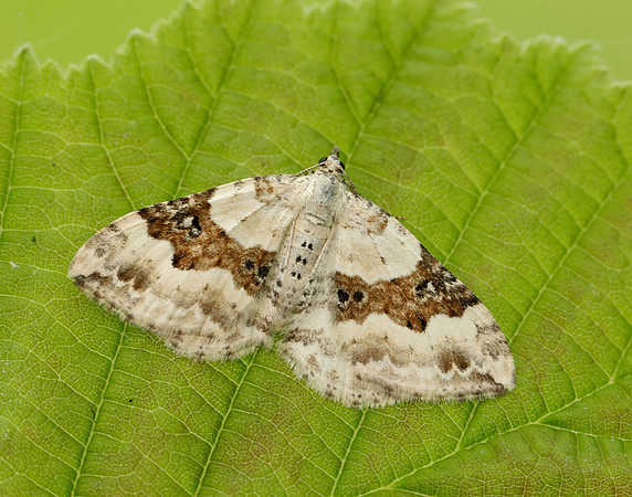 70.054 BF1727 Silver-ground Carpet Xanthorhoe montanata